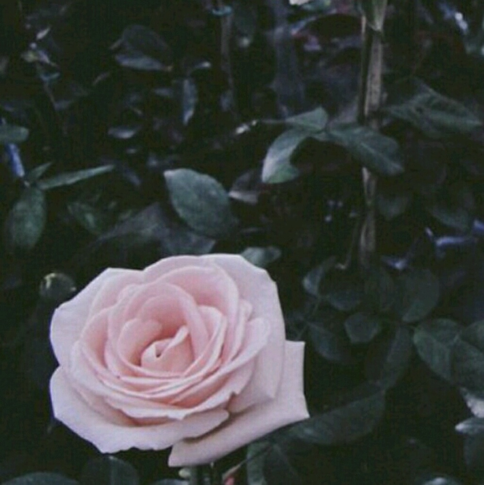 Meet your Posher, Caitlyn